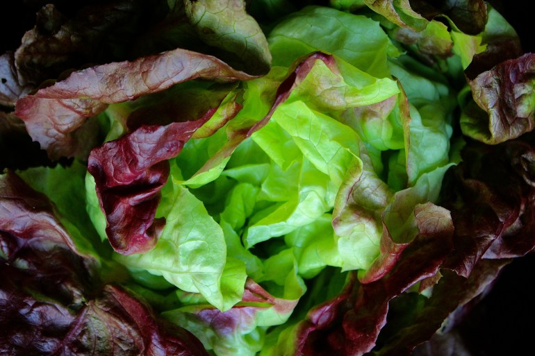 Spring Green Lettuce