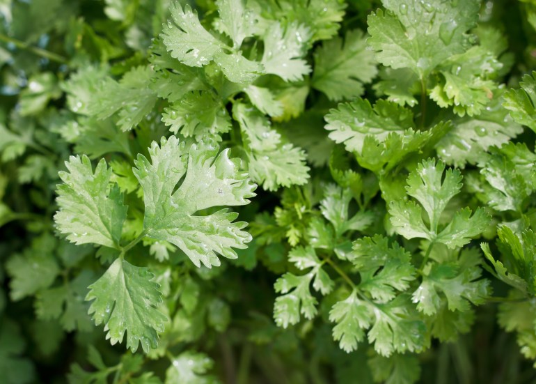 flat leaf parsley